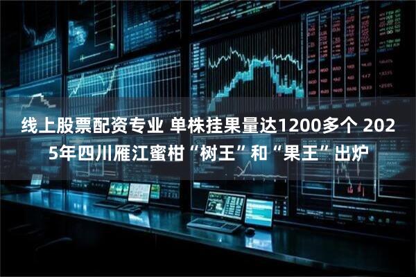 线上股票配资专业 单株挂果量达1200多个 2025年四川雁江蜜柑“树王”和“果王”出炉